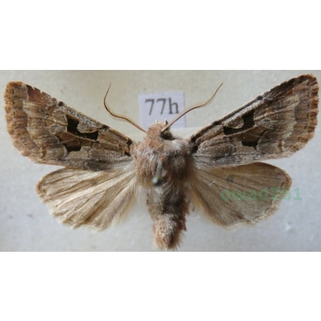 Orthosia gothica (Linnaeus, 1758) Piętnówka wiciokrzewka Czech77h